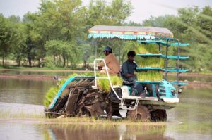 Farmers using modern agriculture machine for seedling of rice crop in their field.