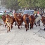 Large number of cows on the way at jamshoro near Indus river