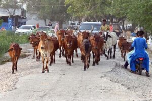Large number of cows on the way at jamshoro near Indus river