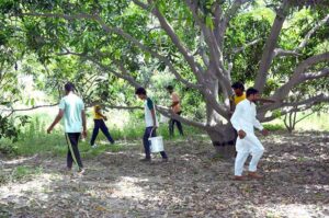 Farmers meticulously sort prime raw mangoes freshly plucked from orchards along Millat Road, ensuring only the finest quality of mangos sale in the fruit markets