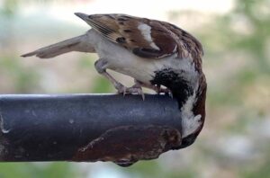 A thirsty sparrow finds relief from scorching heat, quenching its thirst at a hand pump at old civil line.