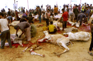 Workers slaughtering camels organized by JDC Welfare Organization, sacrificed 200 camels and cow meat to distribute among the deserving people on the Eid-ul-Azha festive