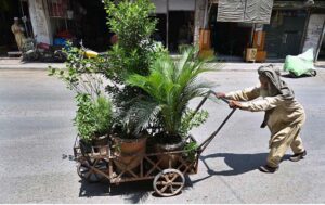 An old man pushes his handcart laden with fresh plants under the harsh sun to sell at Dabgari area in the city.