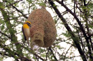 A bird is making a nest along the branches of a tree.