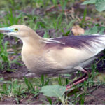 A beautiful view of a bird sitting in a field