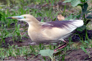 A beautiful view of a bird sitting in a field