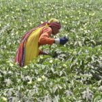 Woman is plucking vegetables in the field