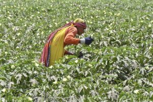 Woman is plucking vegetables in the field