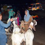 Vendors family displaying and selling the sacrificial animal to attract the customers for upcoming Eid ul azha at roadside