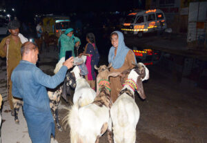 Vendors family displaying and selling the sacrificial animal to attract the customers for upcoming Eid ul azha at roadside