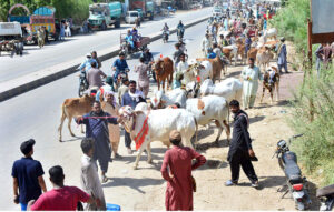 A large numbers of vendors displaying the sacrificial animals to attract the customers at outside Isra university road during upcoming Eidul Azha.