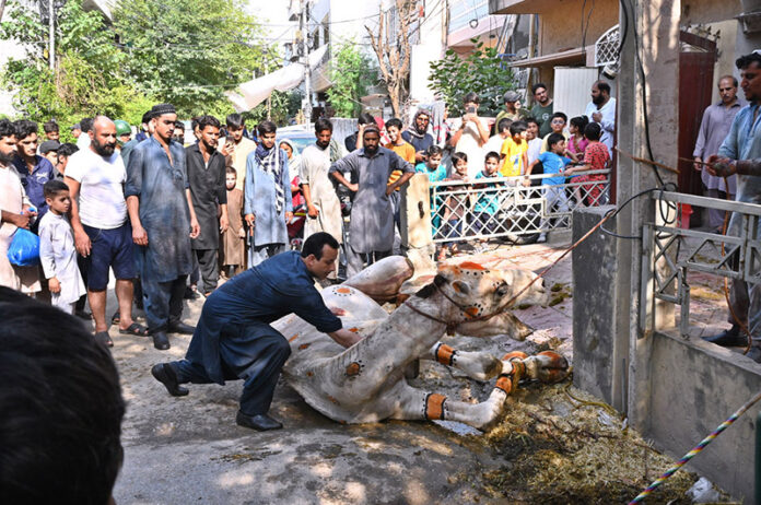 Butcher slaughtering a camel as a sacrificial animal at I-9/4 sector on the 2nd day of Eidul Azha