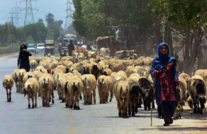 Shepherds guiding herd of sheep heading towards grazing field at Tando jam road.