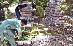 Farmers busy in plucking mangoes from tree in field area near Tando Jam to deliver in fruit markets.