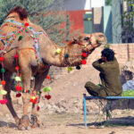 A vendor feeding his sacrificial camel in an animal market setup at Nag Shah in connection with the upcoming Eidul Azha
