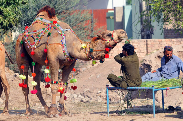 A vendor feeding his sacrificial camel in an animal market setup at Nag Shah in connection with the upcoming Eidul Azha