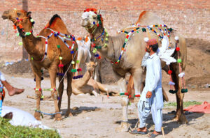A vendor feeding his sacrificial camel in an animal market setup at Nag Shah in connection with the upcoming Eidul Azha