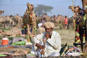 A large number of vendors displaying sacrificial camels while waiting for the customers at temporary cattle market Shahpur Kanjra in connection with Eidul Azha