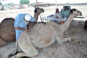 Captivating scenes at the Cattle Market as vendors showcase their prized sacrificial animals, beckoning customers for the upcoming Eid ul Azha festivities at temporary cattle Market on outskirts area of the city.