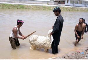 Vendors busy in bathing sheep in canal during scorching hot weather in the city.