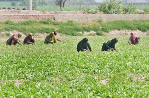 Farmer women are busy in removing weeds from their field.