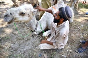 Vendor busy in trimming hair of sacrificial animals to attract the customers during his roadside setup at Chamkani area.