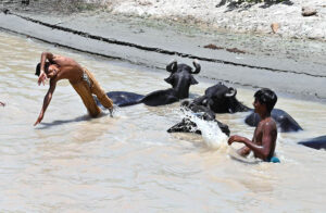 Youngsters jumping and bathing in Khesana Mori Canal to get some relief from scorching hot weather in the city.