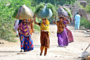 Women carrying bundles of grass on her head after cutting from filed at latifabad.
