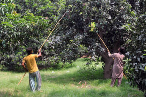 Farmers are busy plucking raw mangoes from the tree at their farm.