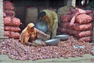 Labourers are busy in sorting good quality onions at Vegetable Market.