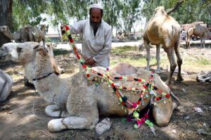 Vendor busy in trimming hair of sacrificial animals to attract the customers during his roadside setup at Chamkani area.