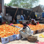 Labourers carefully pack best quality tomatoes into wooden crates for delivery at vegetable market