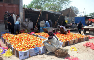 Labourers carefully pack best quality tomatoes into wooden crates for delivery at vegetable market