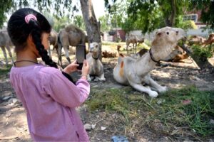 Vendor busy in trimming hair of sacrificial animals to attract the customers during his roadside setup at Chamkani area.