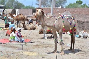 endors displaying sacrificial camels to attract customers at animal market in connection with the upcoming Eid ul Azha.