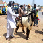 Animal traders sell sacrificial animals roadside at the cattle market