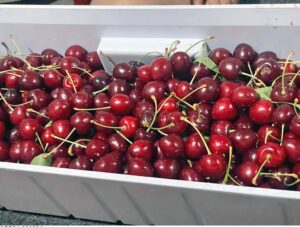 Gilgit-Baltistan, a region of breathtaking beauty and cherry orchards, has emerged as the producer of the high-quality fruit that has now paved way to international markets. (Match the photo with APP Feature slugged “Cherry on the top: Gilgit Baltistan’s fruit industry shines” already been released).