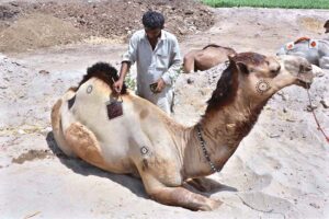 endors displaying sacrificial camels to attract customers at animal market in connection with the upcoming Eid ul Azha.