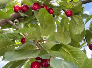 Gilgit-Baltistan, a region of breathtaking beauty and cherry orchards, has emerged as the producer of the high-quality fruit that has now paved way to international markets. (Match the photo with APP Feature slugged “Cherry on the top: Gilgit Baltistan’s fruit industry shines” already been released).