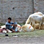 Vendors displaying sacrificial animal to attract the customer at roadside setup in connection with upcoming Eidul Azha