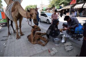 Gypsy female vendor selling camel milk at near Sunehri Masjid road.