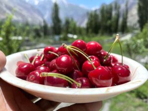 Gilgit-Baltistan, a region of breathtaking beauty and cherry orchards, has emerged as the producer of the high-quality fruit that has now paved way to international markets. (Match the photo with APP Feature slugged “Cherry on the top: Gilgit Baltistan’s fruit industry shines” already been released).