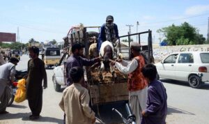 Vendors unloading sacrificial animals in connection with upcoming Eid al-Adha at Joint Road.