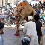Butchers slaughtering camel to sacrifice on the 2nd day of Eid Ul Adha at Latifabad