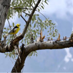 A beautiful view of bird sitting on the branch of tree at Katpana Desert Lake