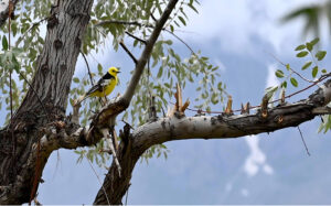 A beautiful view of bird sitting on the branch of tree at Katpana Desert Lake