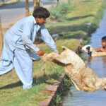 A young vendor throwing sheep in canal for bathing during hot weather in the city