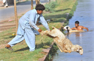 A young vendor throwing sheep in canal for bathing during hot weather in the city