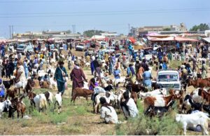 Vendors displaying the sacrificial animals to attract the customers at Cattle Market in connection with upcoming Eidul Azha.
