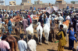 Vendors displaying the sacrificial animals to attract the customers at Cattle Market in connection with upcoming Eidul Azha.